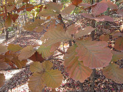Quercus dentata