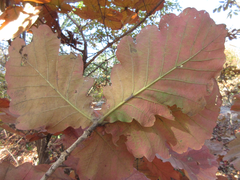 Quercus dentata