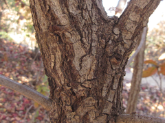 Quercus dentata