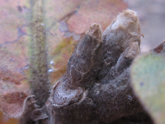 Quercus dentata