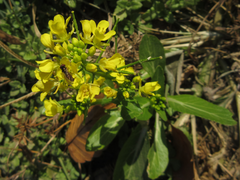 Brassica napus