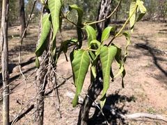 Parsonsia eucalyptophylla
