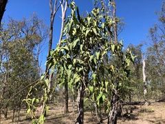 Parsonsia eucalyptophylla
