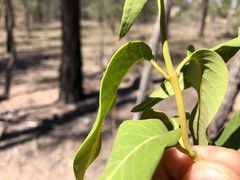 Parsonsia eucalyptophylla