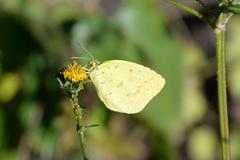 Eurema mandarina