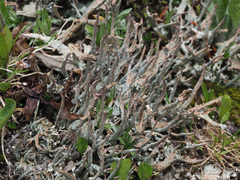 Cladonia ecmocyna