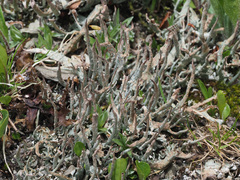 Cladonia ecmocyna