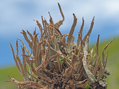 Cladonia ecmocyna