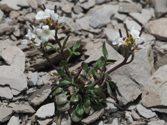 Cardamine resedifolia