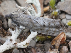 Dichrorampha bugnionana