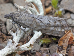 Dichrorampha bugnionana