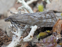 Dichrorampha bugnionana