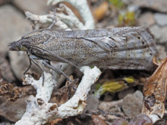 Dichrorampha bugnionana