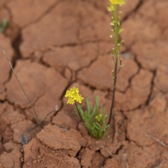 Arabidella nasturtium
