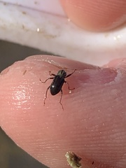 Stenelmis calida