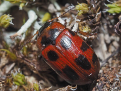 Gonioctena linnaeana