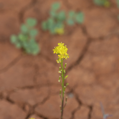 Arabidella nasturtium