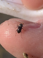 Stenelmis calida