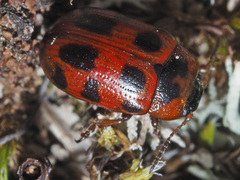 Gonioctena linnaeana