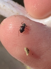 Stenelmis calida