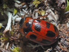 Gonioctena linnaeana