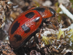 Gonioctena linnaeana