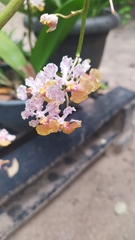 Trichocentrum andreanum