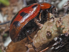Gonioctena linnaeana