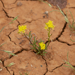 Arabidella nasturtium