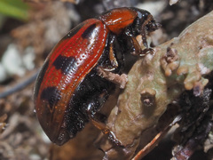 Gonioctena linnaeana