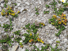 Sedum alpestre