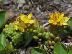 Sedum alpestre