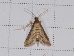 Marasmia cochrusalis