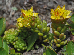 Sedum alpestre