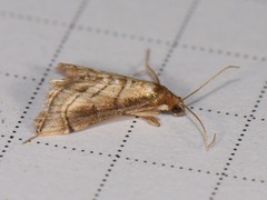 Marasmia cochrusalis