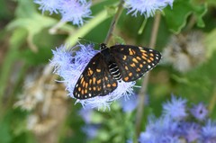 Chlosyne definita