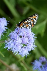 Chlosyne definita