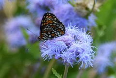 Chlosyne definita