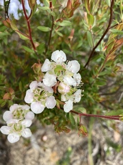 Leptospermum sphaerocarpum
