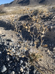 Mentzelia leucophylla