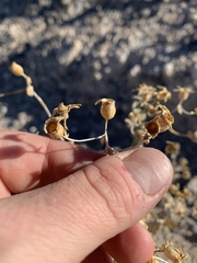 Mentzelia leucophylla