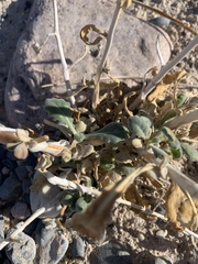 Mentzelia leucophylla