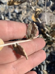 Mentzelia leucophylla