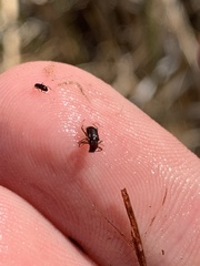 Stenelmis calida