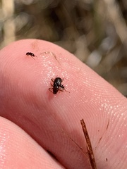 Stenelmis calida