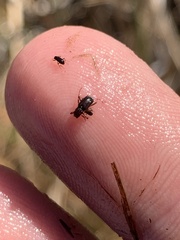 Stenelmis calida