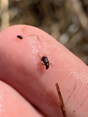 Stenelmis calida