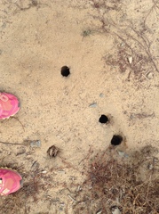 Otospermophilus beecheyi