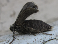 Operophtera relegata