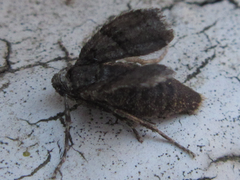 Operophtera relegata